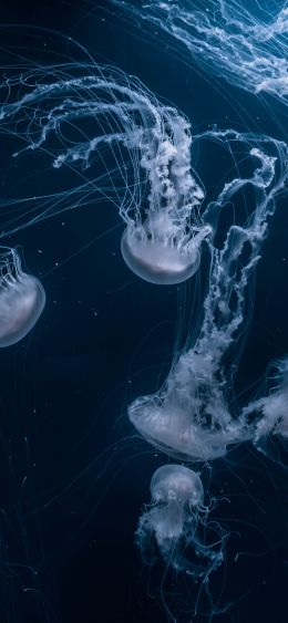 Обои 1080x2340 медузы, подводный мир, беспозвоночные
