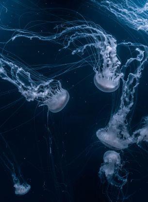 jellyfish, underwater world, invertebrates Wallpaper 3648x4980