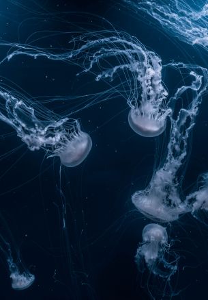 jellyfish, underwater world, invertebrates Wallpaper 1640x2360