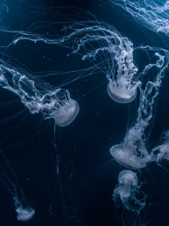 Обои 1668x2224 медузы, подводный мир, беспозвоночные