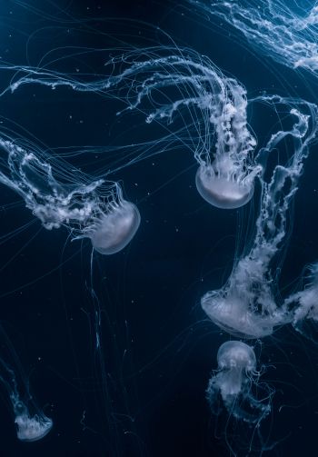 jellyfish, underwater world, invertebrates Wallpaper 1640x2360