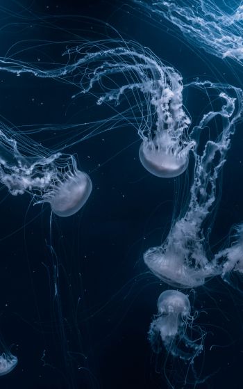 jellyfish, underwater world, invertebrates Wallpaper 1752x2800