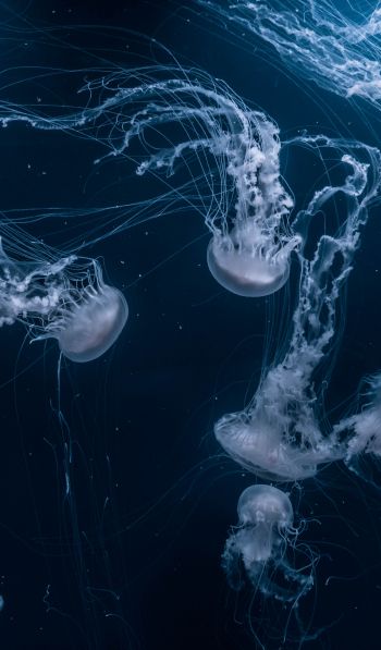 Обои 600x1024 медузы, подводный мир, беспозвоночные