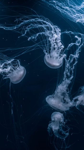 Обои 750x1334 медузы, подводный мир, беспозвоночные