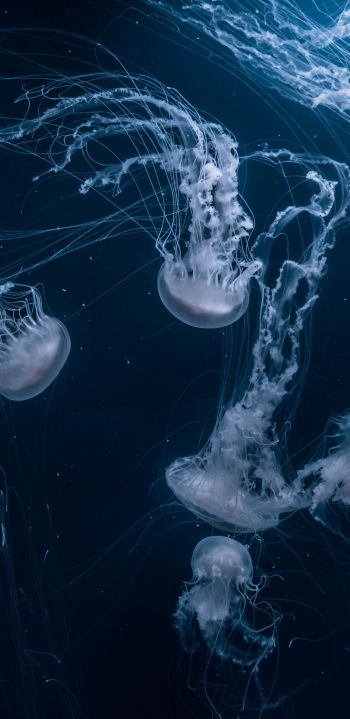 Обои 1080x2220 медузы, подводный мир, беспозвоночные