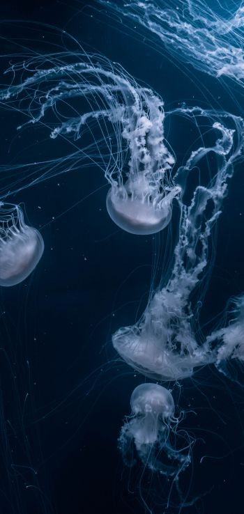 Обои 720x1520 медузы, подводный мир, беспозвоночные
