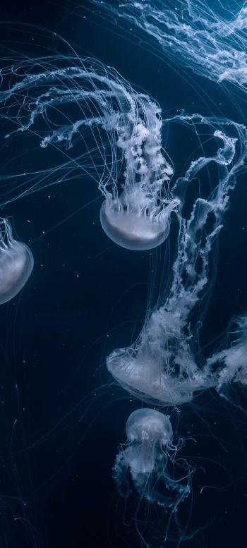 Обои 720x1600 медузы, подводный мир, беспозвоночные