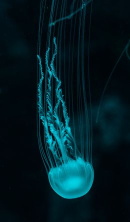 jellyfish, underwater world, invertebrates Wallpaper 600x1024