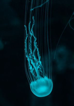 jellyfish, underwater world, invertebrates Wallpaper 1668x2388