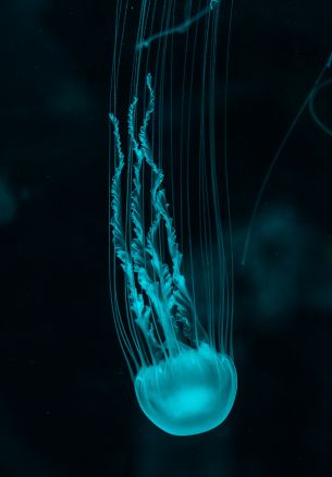 jellyfish, underwater world, invertebrates Wallpaper 1640x2360