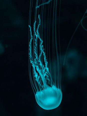 Обои 1536x2048 медуза, подводный мир, беспозвоночные