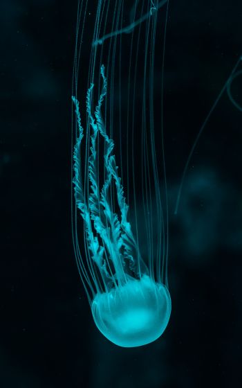 Обои 800x1280 медуза, подводный мир, беспозвоночные