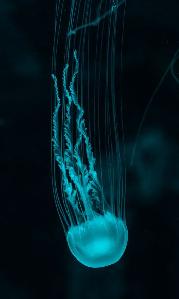 Обои 1200x2000 медуза, подводный мир, беспозвоночные