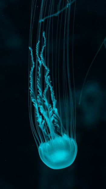 Обои 640x1136 медуза, подводный мир, беспозвоночные