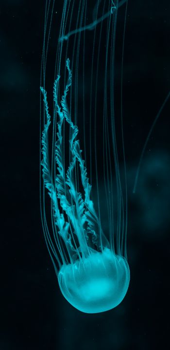 Обои 1080x2220 медуза, подводный мир, беспозвоночные