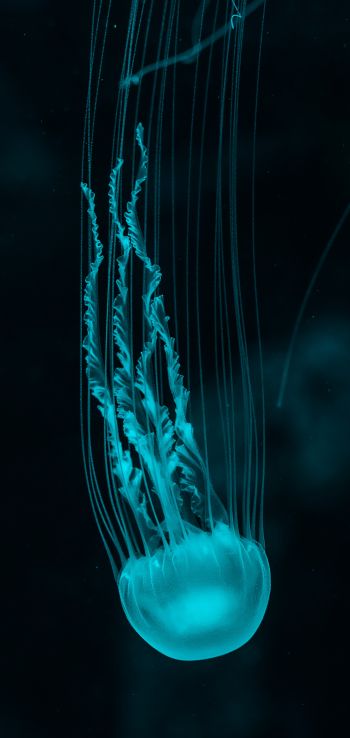 Обои 1080x2280 медуза, подводный мир, беспозвоночные