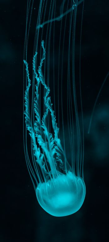jellyfish, underwater world, invertebrates Wallpaper 1080x2400