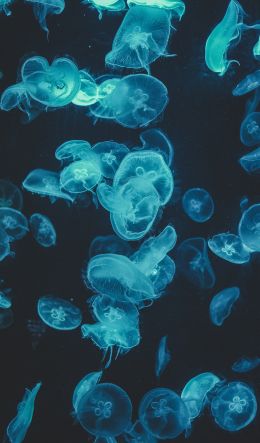 jellyfish, underwater world, invertebrates Wallpaper 600x1024