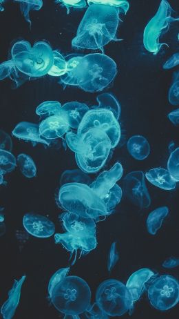 jellyfish, underwater world, invertebrates Wallpaper 1080x1920