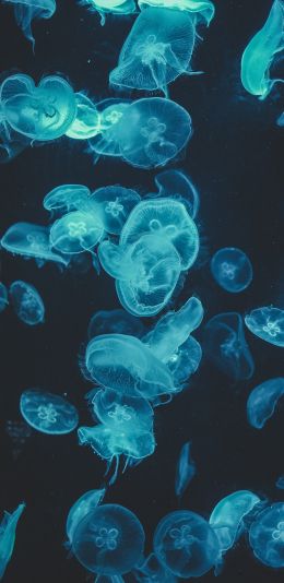 jellyfish, underwater world, invertebrates Wallpaper 1440x2960