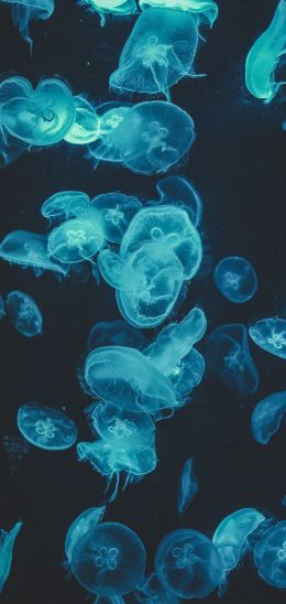 jellyfish, underwater world, invertebrates Wallpaper 1440x3040