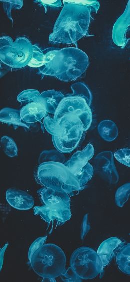 Обои 1080x2340 медузы, подводный мир, беспозвоночные