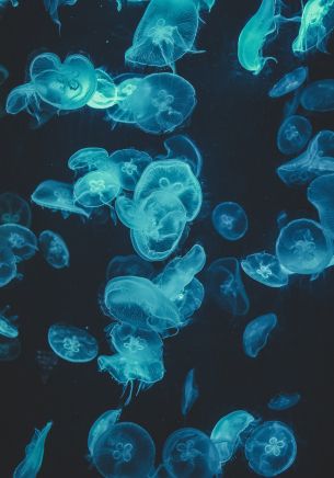 jellyfish, underwater world, invertebrates Wallpaper 1668x2388