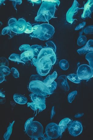 Обои 4000x6000 медузы, подводный мир, беспозвоночные