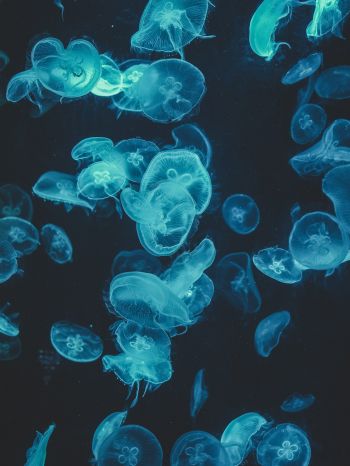 Обои 1668x2224 медузы, подводный мир, беспозвоночные