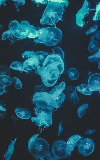 jellyfish, underwater world, invertebrates Wallpaper 1752x2800