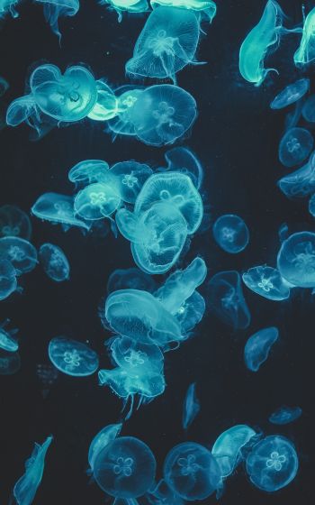 Обои 1200x1920 медузы, подводный мир, беспозвоночные
