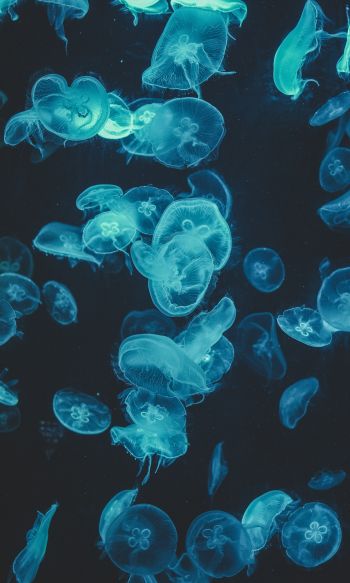 Обои 1200x2000 медузы, подводный мир, беспозвоночные