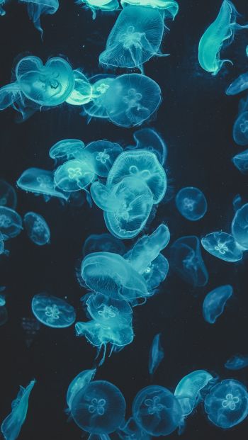 Обои 640x1136 медузы, подводный мир, беспозвоночные
