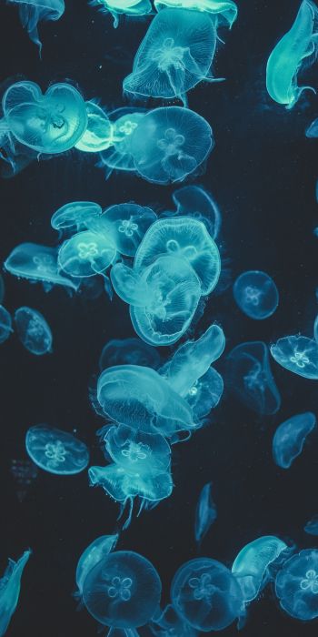 jellyfish, underwater world, invertebrates Wallpaper 720x1440