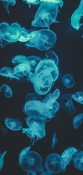 Обои 1440x3040 медузы, подводный мир, беспозвоночные