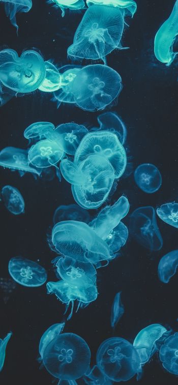 Обои 1125x2436 медузы, подводный мир, беспозвоночные