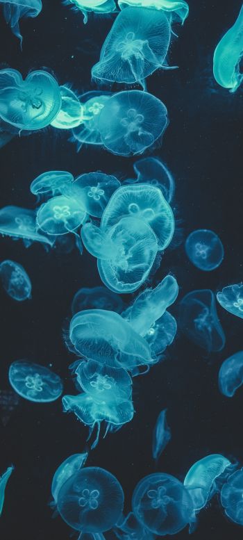 Обои 1080x2400 медузы, подводный мир, беспозвоночные