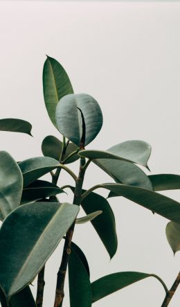 green leaf, plant, decor, for home Wallpaper 600x1024