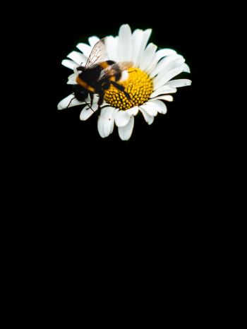 Обои 1620x2160 пчела, ромашка, макро, цветок, черный фон