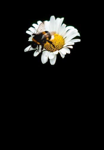 Обои 1668x2388 пчела, ромашка, макро, цветок, черный фон
