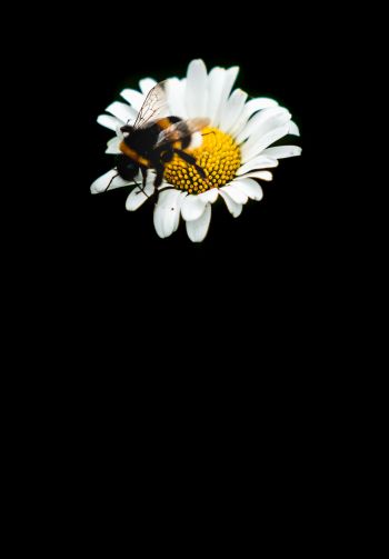 Обои 1640x2360 пчела, ромашка, макро, цветок, черный фон