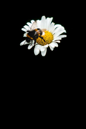 Обои 640x960 пчела, ромашка, макро, цветок, черный фон