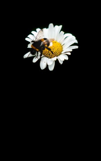 Обои 1600x2560 пчела, ромашка, макро, цветок, черный фон