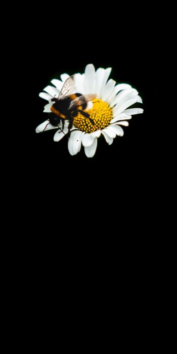 Обои 720x1440 пчела, ромашка, макро, цветок, черный фон