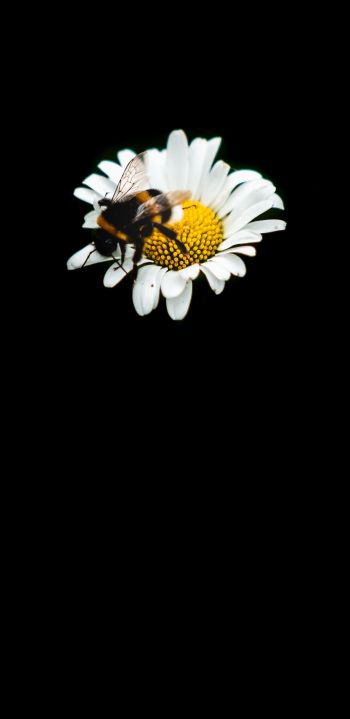 Обои 1440x2960 пчела, ромашка, макро, цветок, черный фон