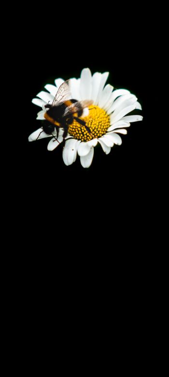 Обои 1440x3200 пчела, ромашка, макро, цветок, черный фон