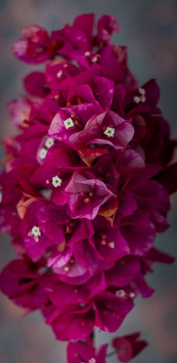 Обои 1080x2220 цветы, нежность, розовые цветы, растение