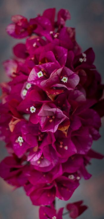 Обои 1080x2280 цветы, нежность, розовые цветы, растение