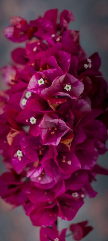 flowers, tenderness, pink flowers, plant Wallpaper 1080x2400