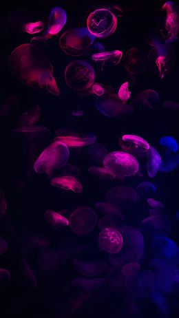 jellyfish, underwater world, invertebrates Wallpaper 720x1280